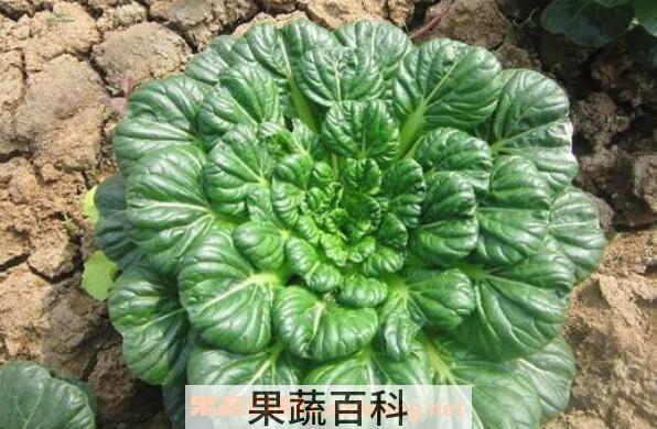 乌塌菜的功效与作用