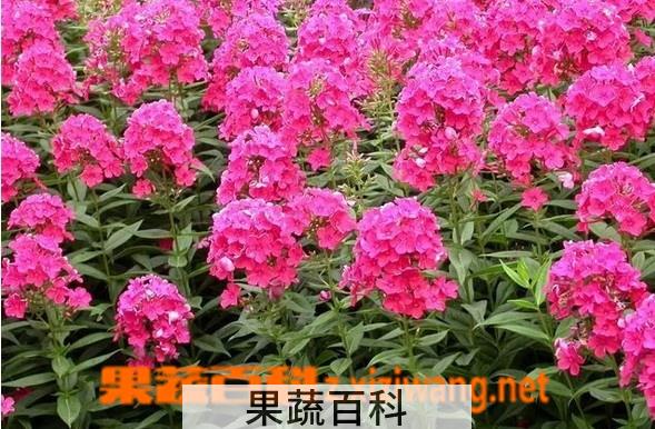 果蔬百科宿根福禄考