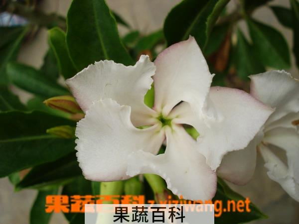果蔬百科白马城