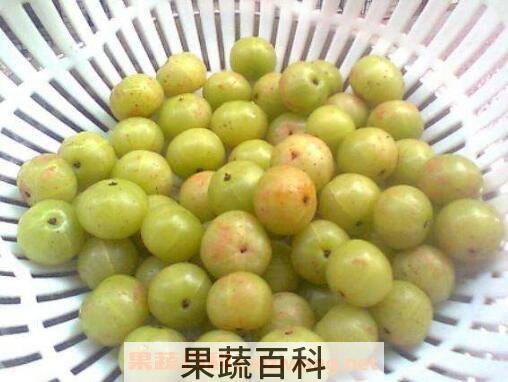 油甘子泡酒的作用