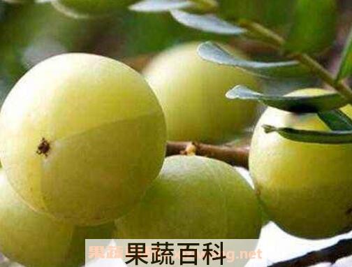 油甘子泡酒的作用