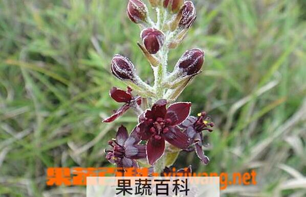 果蔬百科台湾藜芦