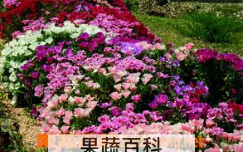 古代的稀是什么意思 古代稀吧