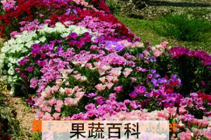 果蔬百科古代稀