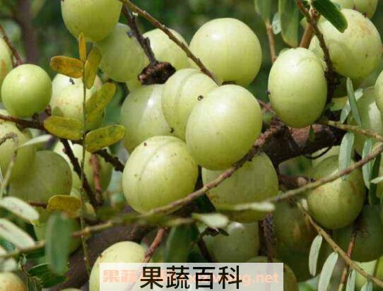 用冰糖怎么腌制余甘果 冰糖腌余甘果的作用