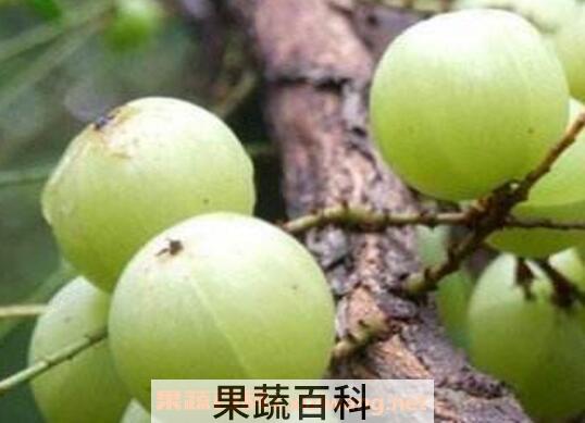 余甘泡水有什么功效