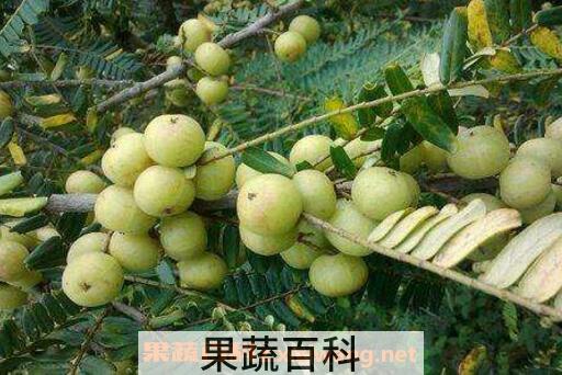 余甘泡酒的功效与作用