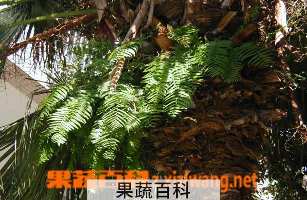 果蔬百科扇叶蒲葵
