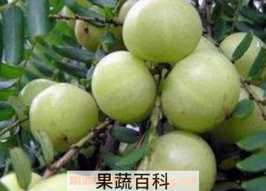 油甘子怎样腌制最好吃 油甘子怎么腌制成甜的