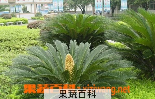 果蔬百科苏铁
