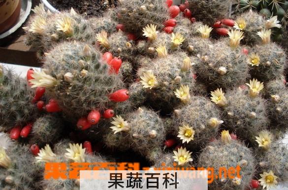 果蔬百科松霞