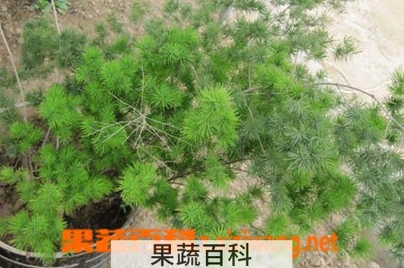 果蔬百科松竹草