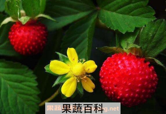 蛇莓的功效与作用及药用价值