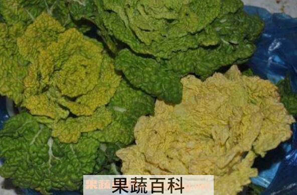 黄心菜的功效与作用