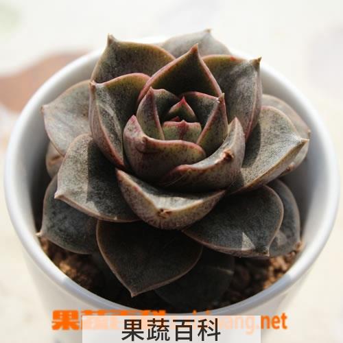 果蔬百科大和锦