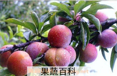 李子的功效