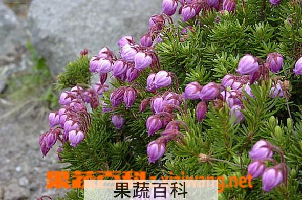果蔬百科松毛翠