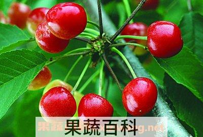 樱桃功效