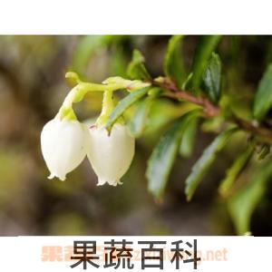 果蔬百科高山白株树