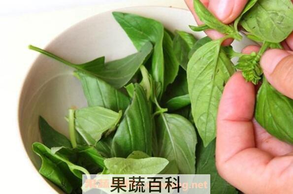 九层塔的功效与作用及食用禁忌
