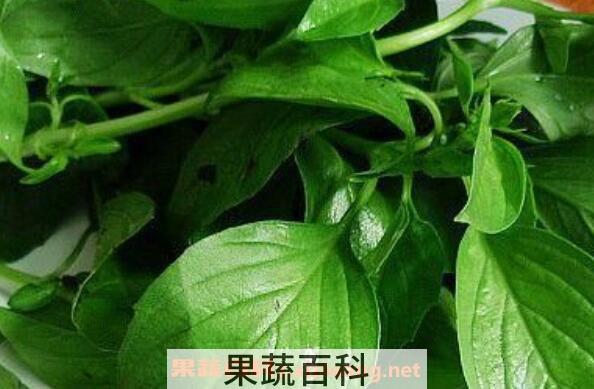 九层塔的功效与作用及食用禁忌