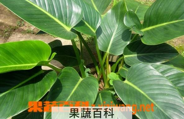 果蔬百科万年青