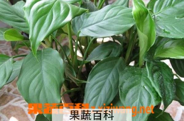 果蔬百科万年青