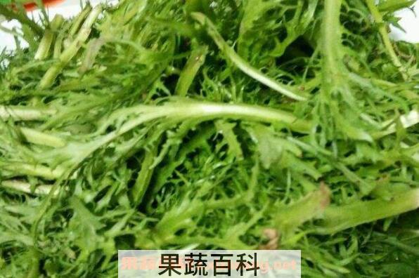 苦菊怎么做好吃 苦菊的家常做法