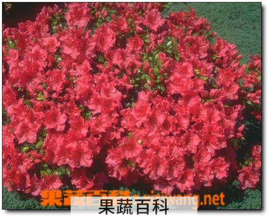 果蔬百科山育杜鹃