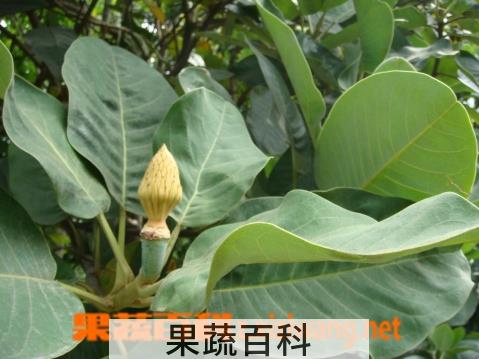 果蔬百科山玉兰