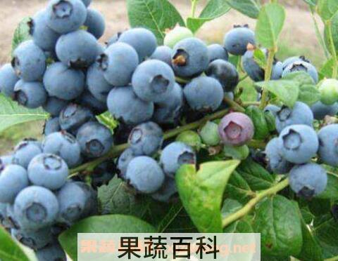 蓝莓的功效与作用有哪些