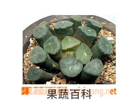 果蔬百科毛汉十二卷