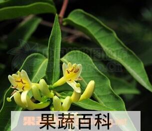 果蔬百科毛花忍冬