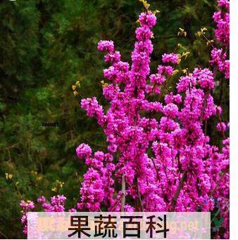 果蔬百科巨紫荆