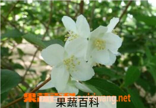 果蔬百科毛叶山梅花