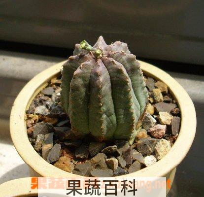 果蔬百科贵青玉