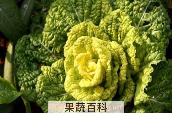 黄心菜怎么种植 黄心菜的种植时间和方法