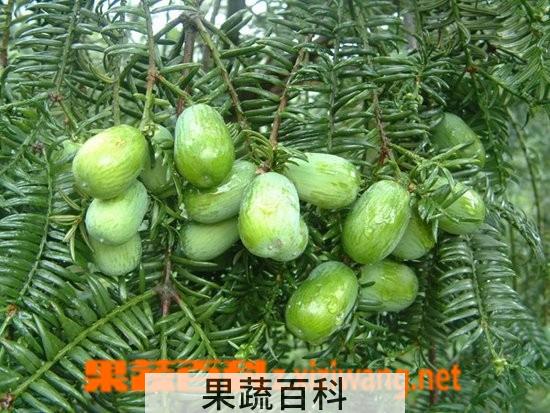 果蔬百科过手香