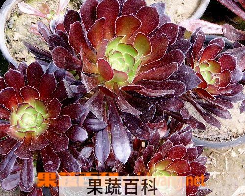果蔬百科黑法师
