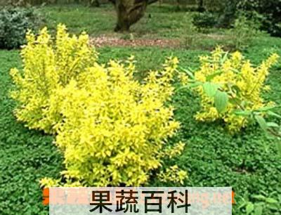 果蔬百科山梅花