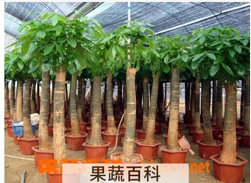 果蔬百科发财树