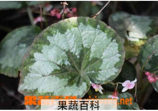 果蔬百科蟆叶秋海棠