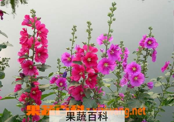 果蔬百科 蜀葵的功效和作用