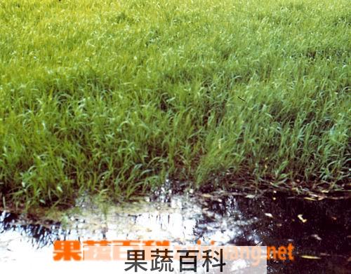 果蔬百科双穗雀