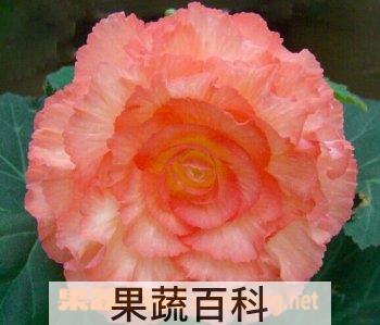 果蔬百科球根秋海棠