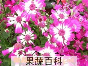 果蔬百科秋叶菊