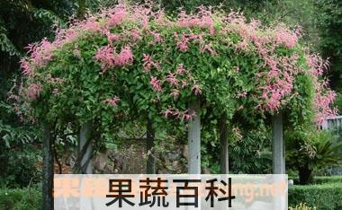果蔬百科珊瑚花