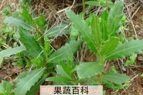 刺儿菜怎么吃 刺儿菜的功效与作用