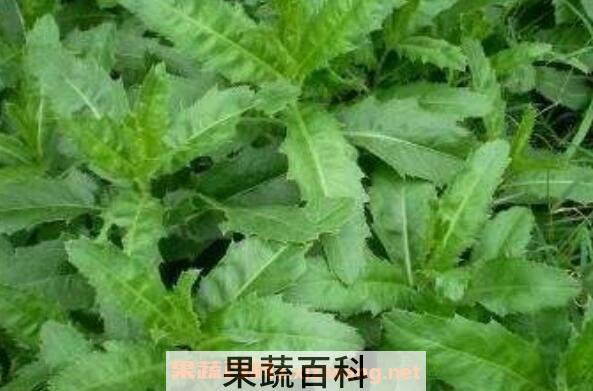 刺儿菜怎么吃 刺儿菜的功效与作用