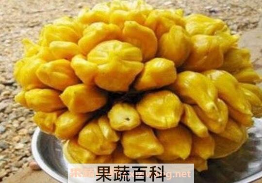菠萝蜜核什么人不能吃 菠萝蜜吃不完怎么保存
